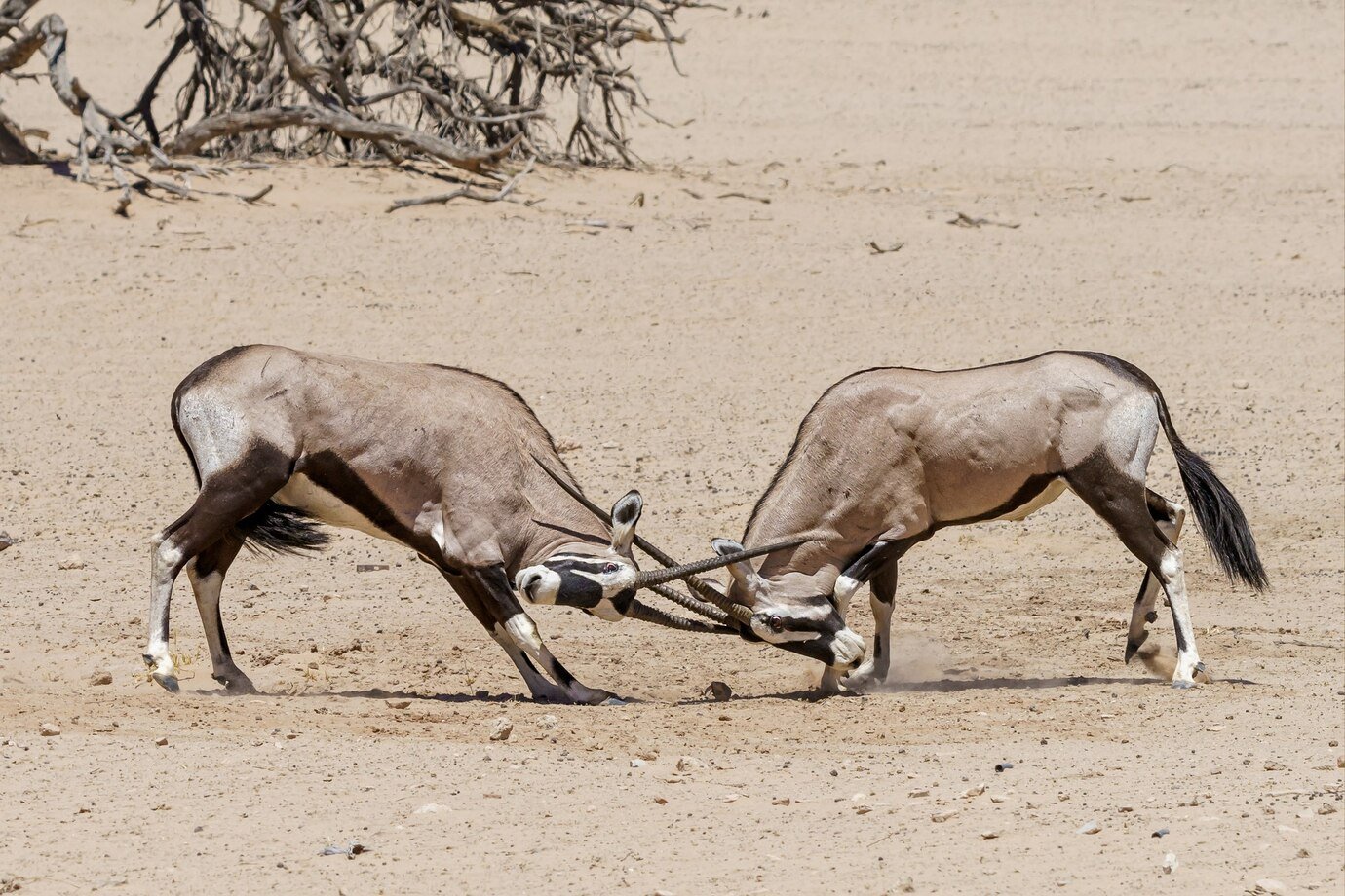 why add mule to spines