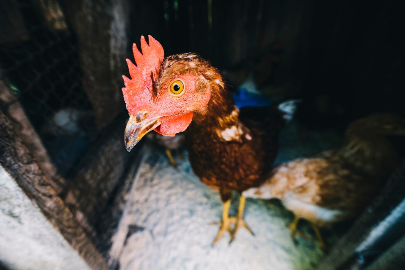 why young rooster scared of hen